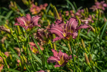 Purple Daylilies In Bloom Closeup