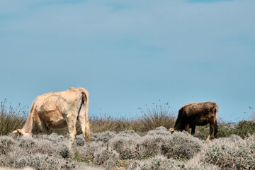 Two colorful cows behind the flower and dried plants in agricultural field in Karacabey flood plain (longoz ormani) in Bursa  with blue sky background.