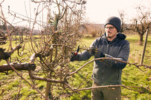 Farmer Cutting Branch Of Bare Tree With Pruning Shears On Sunny Day