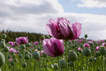 Opium Poppy. Pharmaceutical Opium Poppy Field Against The Sky. Summer Landscape .