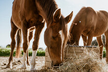 Two Brown Horses Eating Hay In Field