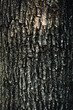 © Flavia Morlachetti/Westend61 - Tree bark textured background