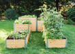 © Elisabeth Colfen/Westend61 - Vegetables grown in raised beds