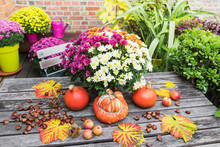 Autumn Harvest Including Bouquet Of Blooming Chrysanthemums, Chestnuts, Apples, Pumpkin, Squashes And Grape Leaves