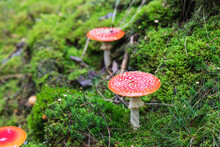 Fly Agaric Mushroom Amidst Green Grass In Forest