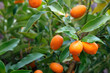 © Ignacio Ferrandiz Roig/Westend61 - Bunch of fresh wet kumquats on tree
