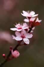 Flowering Cherry Tree In Spring