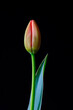 © Thomas Jager/Westend61 - Studio shot of single budding tulip