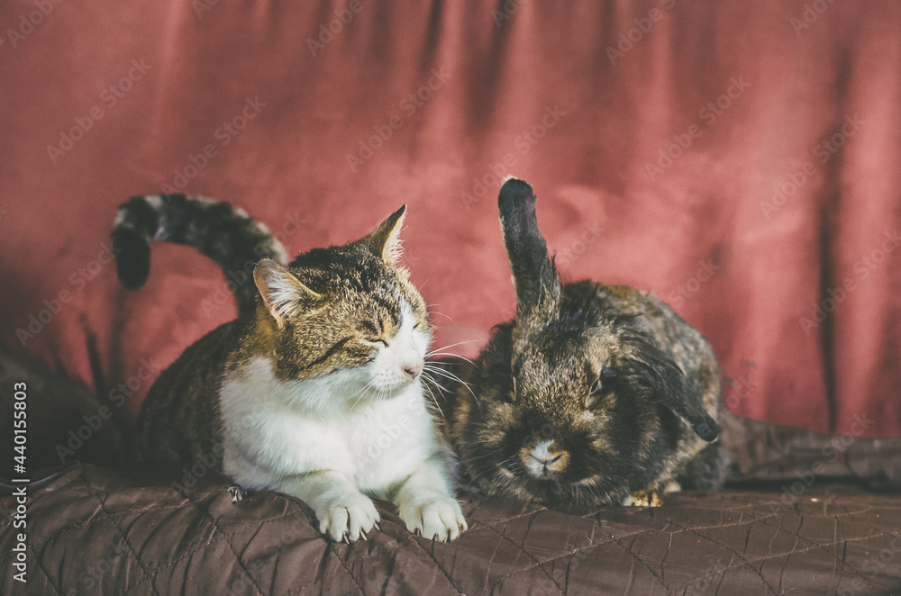 cat and rabbit sitting together side by side on sofy - obrazy, fototapety, plakaty 