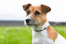 Portrait, Close-up Of Jack Russell Terrier On A Background Of Grass