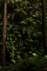  fern in the woods