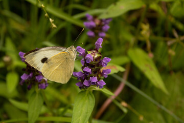 Wall Mural - butterfly on a flower