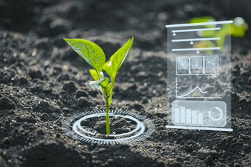 Agriculture and artificial intelligence technology in smart farm for monitoring seed and plants. Smart farming ai and precision agriculture