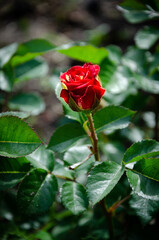 Wall Mural - Ripe red rose bud in the garden on a summer day.