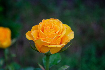 Poster - Yellow rose in the garden on a dark background.