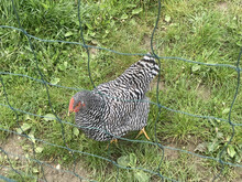 Selective Focus Of A Female Barred Plymouth Rock Heritage Chicken Behind Mess Fence In A Farm