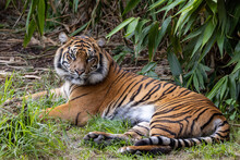 Critically Endangered Sumatran Tiger In An Australian Zoo