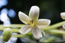 Selective Focus Of The Beautifully Blossomed White Papaya Flower