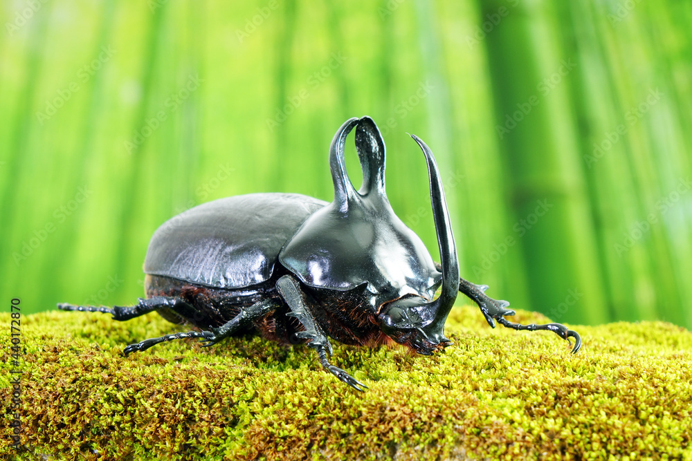 Rabbit ears beetles (Eupatorus Birmanicus) Horned Rhino Beetle with ...