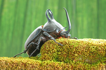 Rabbit ears beetles (Eupatorus Birmanicus) Horned Rhino Beetle with large rabbit ears horn protrusions, native to bamboo forest of northern Thailand and Myanmar. Rare beetle