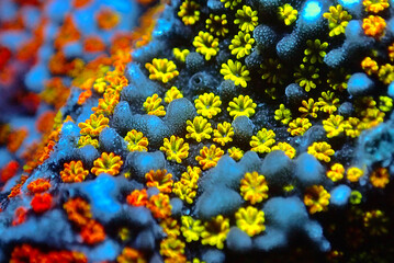 Wall Mural - Open polyps on Montipora SPS coral, ultra macro shoot