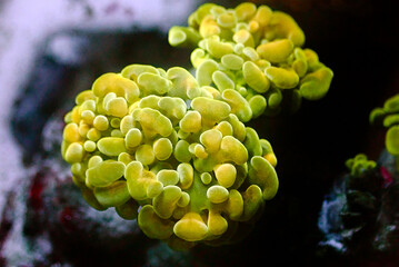 Euphyllia cristata - Grape shaped large stony coral