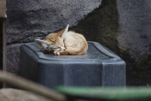Adorable Fennec Fox Sleeping At The Zoo