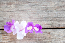 Mansoa Alliacea Or Garlic Vine Blooming, Purple Flower On Wood Floor