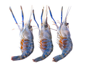 Wall Mural - Giant freshwater prawn isolated on white background