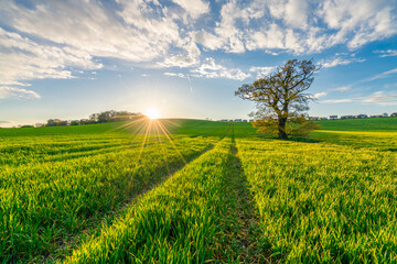 Poster - Green field with sun flare. Landscape of England in spring season