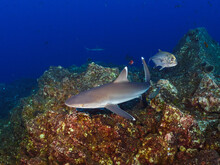 White Tipped Reef Shark