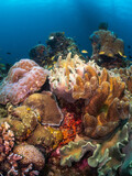 Fototapeta Do akwarium - Coral Reefs