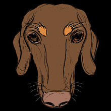 Head Of A Duchshund Breed Dog. Canine Pet Portrait. Hand Drawn Colorful Rough Sketch. On Black Background.