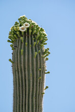 Flowering And Blooming Saguaro Cactus In Saguaro National Park Arizona