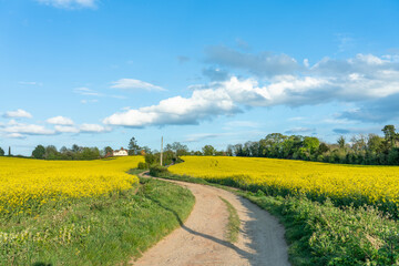 Canvas Print - Emp[ty path near rapeseed field  on sunny day. Spring season in England