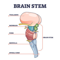 Sticker - Brain stem parts anatomical model in educational labeled outline diagram. Biological sections location with titles scheme vector illustration. Thalamus, midbrain, pons, medulla and spinal cord graph.