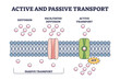 Active and passive transport as molecules ATP movement in outline diagram. Labeled educational scheme with closeup cellular model vector illustration. Facilitated diffusion compared process example.