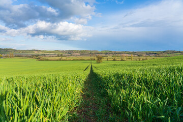 Poster - Greed meadow path under sunny blue sky. UK landscape in spring season