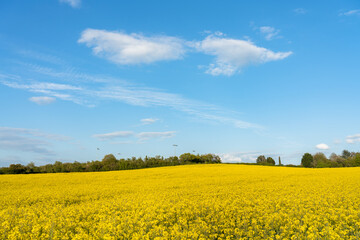 Poster - Blooming Rapeseed field on sunny day. UK landscape in spring season