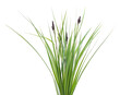 Bunch of green sedge with flower.