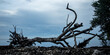 Closeup of an uprooted tree at a shore under a cloudy sky