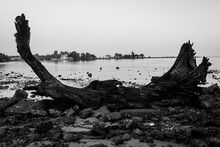 Grayscale Shot Of A Driftwood On The Shore Of A Bay