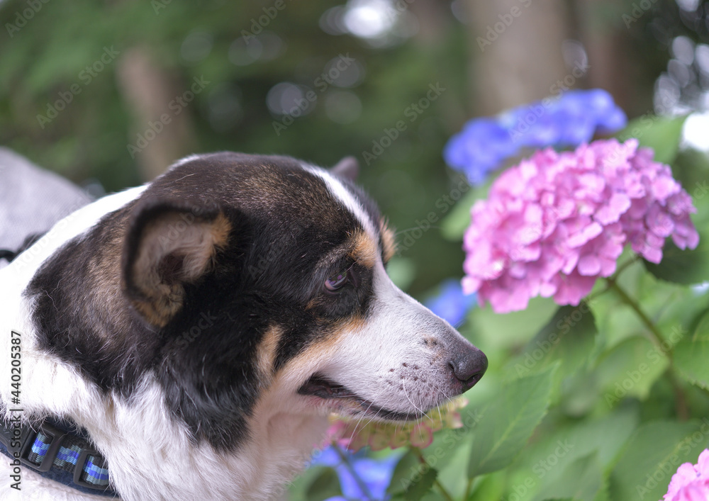 紫陽花を見つめる14歳の老犬である黒いコーギーの横顔 Poster Keiko Akutsu 紫陽花を見つめる14歳の老犬である黒いコーギーの横顔 Poster Keiko Akutsu