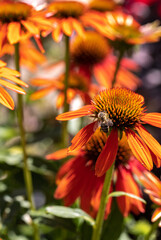 Poster - Flowers of  Echinacea - an herb stimulating the immune system