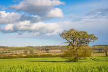 Lone Tree On Green Meadow Under Bright Blue Sky, Spring Season In England