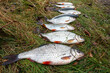 roach fish caught in the fall 
Płocie złowione jesienią