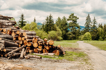 Wall Mural - Log spruce trunks pile. Sawn trees from the forest. Logging timber wood industry. Cut trees along a road prepared for removal.