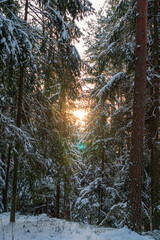 Sunshine coming through the pine trees covered in snow. Winter wonderland during sunny day with bright sky and warm sunlight