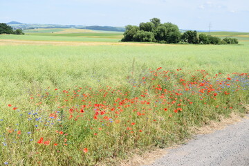 Sticker - Wildblumen im Rapsfeld, Mohn und Kornblumen