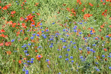 Sticker - Wildblumen im Rapsfeld, Mohn und Kornblumen